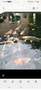 Koi vissen, Dieren en Toebehoren, Vissen | Vijvervissen