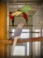 Aqua Opaline Bleekstaart Onverwant Koppel 2025, Dieren en Toebehoren, Vogels | Parkieten en Papegaaien