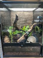 Exo terra terrarium ingericht 45x45x60cm, Dieren en Toebehoren, Ophalen, Zo goed als nieuw