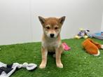Shiba Inu pups, Dieren en Toebehoren, België, Overige rassen, CDV (hondenziekte), 8 tot 15 weken