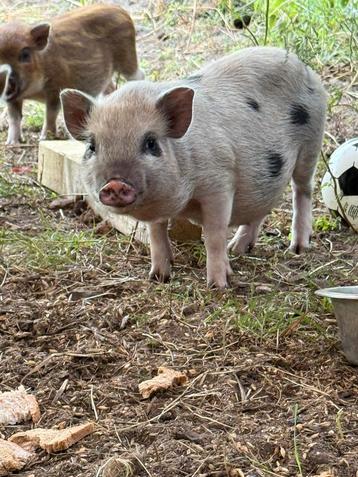 Mini Göttiger varkentjes, Plusieurs animaux, Porcs, 0 à 2 ans