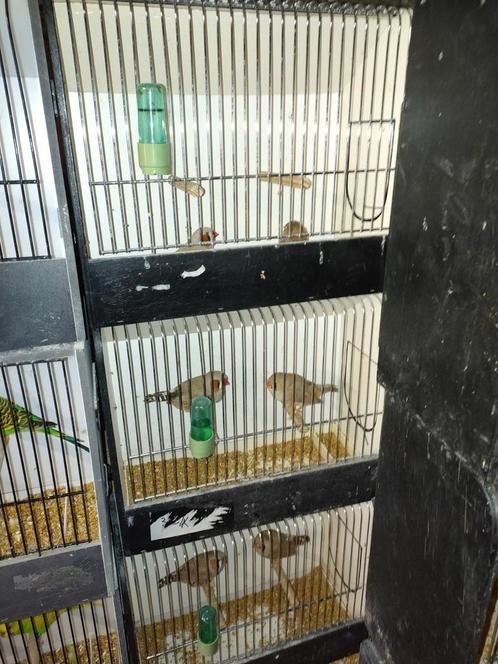 Zebravinken koppels voor Isabel, Dieren en Toebehoren, Vogels | Overige Vogels