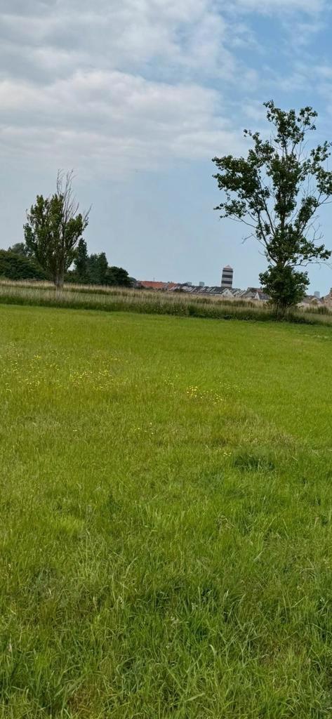 Weidegang op prachtige locatie, Dieren en Toebehoren, Stalling en Weidegang, Weidegang