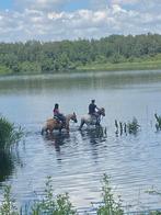 Jument, Animaux & Accessoires, Chevaux & Poneys | Selles, Enlèvement, Western