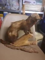 Opgezette wezel, Verzamelen, Dierenverzamelingen, Ophalen, Zo goed als nieuw, Overige soorten, Opgezet dier