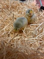 Araucana Lavendel kuikens, Dieren en Toebehoren, Pluimvee