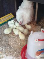 Broedeieren poule de bresse raszuiver, Dieren en Toebehoren