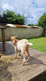 Mooi gecastreerd bokje, Dieren en Toebehoren, Schapen, Geiten en Varkens, Mannelijk, Geit, 0 tot 2 jaar