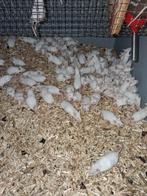 Muizen te koop, Dieren en Toebehoren, Knaagdieren, September, Meerdere dieren, Muis