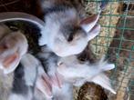 Dwergkonijntjes rammelaartjes, Dieren en Toebehoren, Konijnen, Mannelijk, Klein, 0 tot 2 jaar