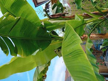 Bananenbomen musja basjo wintervast 0495.102.115enkel bellen beschikbaar voor biedingen