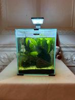 Aquael Shrimp Set, Dieren en Toebehoren, Vissen | Aquaria en Toebehoren, Ophalen, Zo goed als nieuw