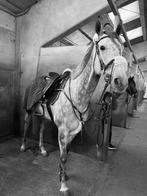 Paard te koop, Avec pedigree, 170 à 175 cm, Cheval de récréation, Jument