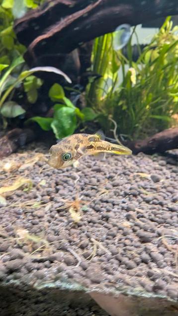 Gratis 2x pea puffer fish