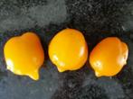 5 graines de tomates Citronnier - tomate citronnée, Envoi, Printemps, Plein soleil, Graine