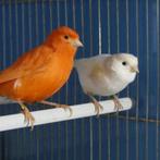 Canary te koop, Dieren en Toebehoren, Vogels | Kanaries, Meerdere dieren, Zangkanarie