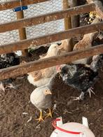 duitse faverolles haantjes, Dieren en Toebehoren, Mannelijk