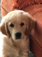 Lieve sociale puppy s zoeken nieuw baasje, Meerdere, Golden retriever, 8 tot 15 weken, Meerdere dieren