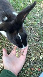 lieverdjes, Dieren en Toebehoren, Konijnen, Hangoor