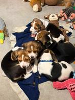 Beaux chiots Beagle tricolores à vendre, Beagle, Plusieurs, Belgique, Plusieurs animaux