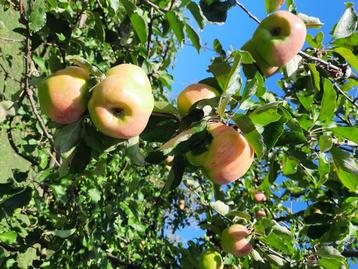 Belle Josephine-appels  beschikbaar voor biedingen