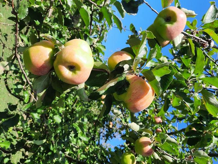 Belle Josephine-appels, Diversen, Levensmiddelen, Ophalen