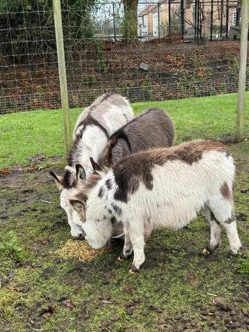 mini ezel beschikbaar voor biedingen