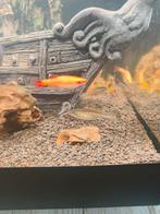 Danio's, Dieren en Toebehoren, Vissen | Aquaria en Toebehoren, Ophalen