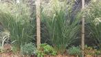 Sierplanten, Tuin en Terras, Planten | Bomen, Ophalen of Verzenden