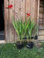 Montbretia / crocosmia rode bloem - vaste plant, Tuin en Terras, Planten | Tuinplanten, Overige soorten, Volle zon, Vaste plant