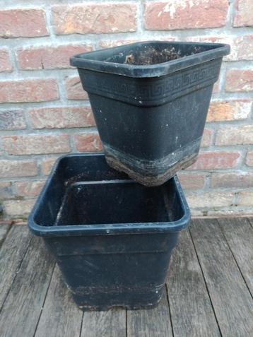 Kweekpot planten 