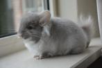 chinchilla brown pearl angora bok, Dieren en Toebehoren, Knaagdieren, Mei, Mannelijk, Chinchilla