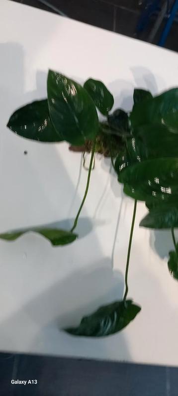 Anubias sur bois de pierre S disponible aux enchères