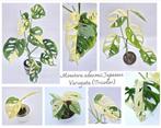Monstera adasonii Japanese Variegata (Tricolor), Huis en Inrichting, Kamerplanten, Ophalen of Verzenden