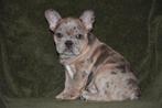 Prachtig Merle Frans Bulldog reutje, Animaux & Accessoires, Chiens | Bouledogues, Pinschers & Molossoïdes, Chien (mâle), Belgique