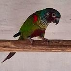 Kweetinpe Pyrrhura Emma ♂ (2023), Dieren en Toebehoren, Parkiet, Geringd