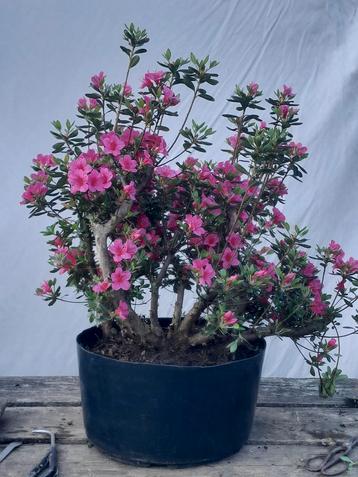 Azalea, Tuin en Terras, Planten | Tuinplanten, Ophalen