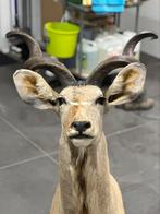 Taxidermie Afrikaanse kudu, Ophalen of Verzenden