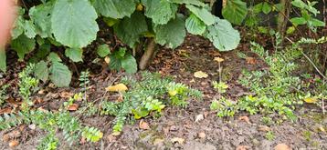 Lonicera plantjes  beschikbaar voor biedingen