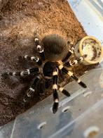 Vogelspinnen  A. Geniculata, Dieren en Toebehoren, Insecten en Spinnen