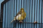 fife fancy kanarie, Dieren en Toebehoren, Vogels | Kanaries