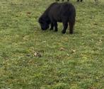 Mini shetlander merrie, Dieren en Toebehoren, Pony's, Merrie