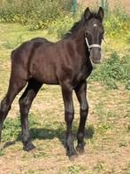 Hengstveulen te koop, Dieren en Toebehoren, Paarden, Hengst
