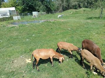 kameroen schaap, 1 prachtige ram, lam, gemak bij afhalen beschikbaar voor biedingen