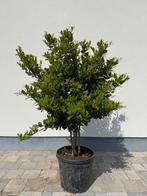 Ligustrum japonicum, Ophalen