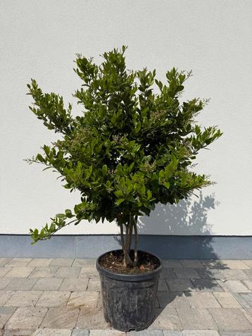 Ligustrum japonicum beschikbaar voor biedingen