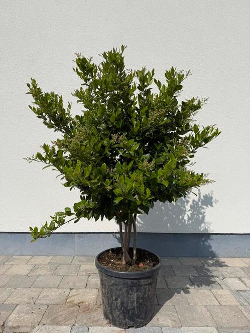 Ligustrum japonicum, Tuin en Terras, Planten | Bomen, Ophalen