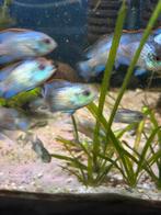 Electric blue acara, Dieren en Toebehoren