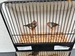 Zebravinken te koop tt kwaliteit, Dieren en Toebehoren, Vogels | Overige Vogels, Meerdere dieren, Tropenvogel, Geringd