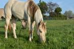 Classic champagne dun tobiano 2y, Gechipt, Niet van toepassing, 0 tot 2 jaar, Recreatiepony